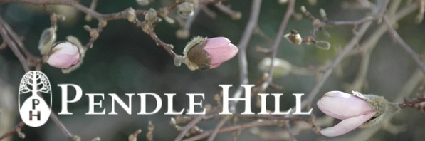 Pendle Hill magnolia buds (banner/separator)
